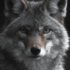 Coyote en blanco y negro, con su rostro y parte superior del cuerpo_ATAI