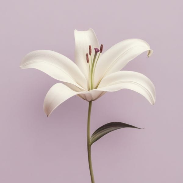 ATAIFL7 Susurros de Luz_ATAI